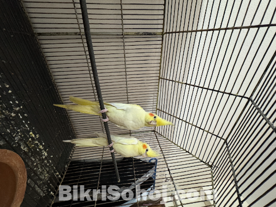 Running Lutino Cockatiel Female